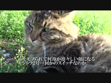 【ω閲覧注意】去勢捕獲前、長毛猫のωとの今生の別れを告げる