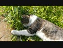 すやすやサバシロ