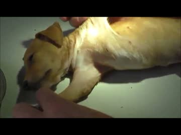 子犬と化したＦＴＭR君