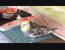 「幸せなら手をたたこう」を歌うオカメインコ