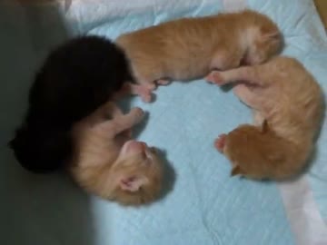 生後７日目の子猫たち