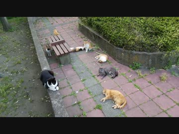 ぬこぬこ超会議