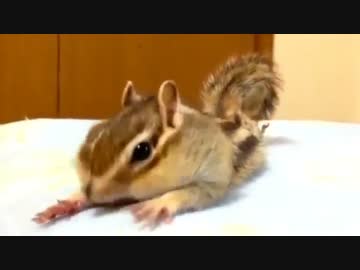 シマリス・ビッケの朝ルーチンを見てください