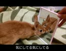 みかんの成長記録 11日目.mp4