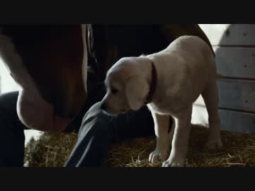 子犬と馬の愛情　Budweiser