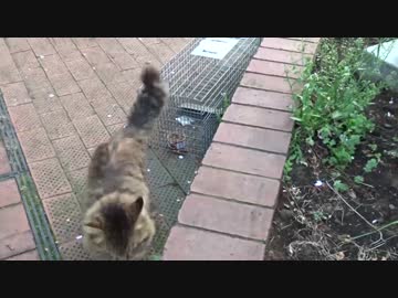 【猫ドキュメント】公園の長毛キジトラとメス子猫の捕獲に挑む