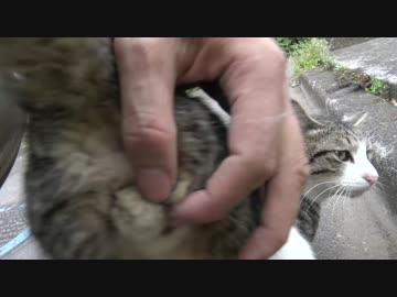 【ω閲覧注意】白キジ猫の色々な所をモフる様を4K画質で撮ってみた