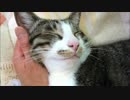 猫ミルキーのお顔もみもみ　