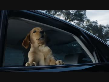 仔犬と馬の心温まる友情のCM　Budweiser
