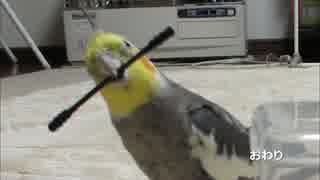 綿棒ケースを開けるオカメインコ