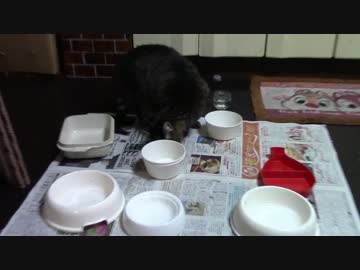こんしゅうのおやつ【蒼民家の猫々】