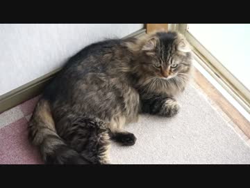 【#401】 掃除機の音　【猫万歳】