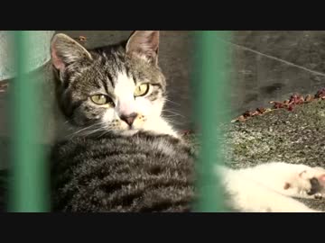 【猫ドキュメント】公園の子猫の捕獲に失敗、しかし…