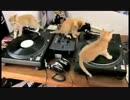 猫達のハプニング集(´ω｀)