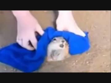穴にハマったプレーリードッグを救出