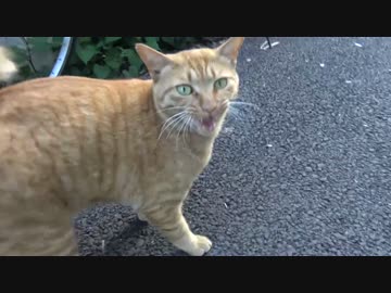 フギャーを4K画質で撮影してフギャァァァァァ