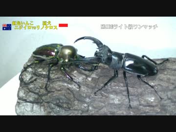 【5周年目の初陣！】KRIDE.29