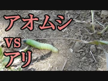 リアルピクミン