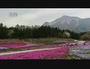 【バイク】週末ツーリング007_秩父_羊山公園【セロー250】