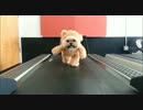 Munchkin_the_Teddy_Bear_gets_her_exercise_ORIGINAL_hd720.mp4