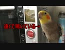 オカメインコのレンジ操作音とリズム