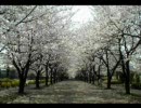 初音ミクオリジナル曲「桜ノ雨」を歌ってみた。ショートver.