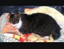 うちの猫の寝姿を撮影してみた（５月５日）