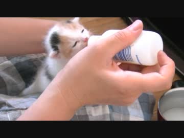 くるねこ大和　20150505　保育園2015