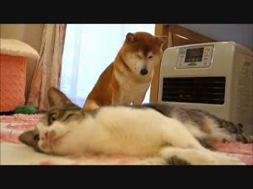 ファンヒーターと柴犬と猫