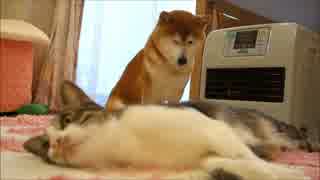 ファンヒーターと柴犬と猫 ニコニコ動画