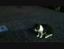 【猫ドキュメント】警戒心の強い公園の子猫の捕獲に再度挑む