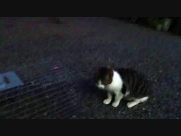 【猫ドキュメント】警戒心の強い公園の子猫の捕獲に再度挑む