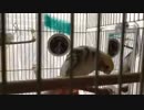 だんだん歌がヤケクソになるオカメインコ