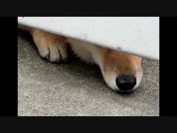 【自作曲】捨犬のワルツ