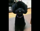 【音フェチ】スカルプマッサージ【リアルヘッド】