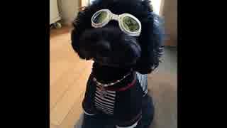 【音フェチ】耳塞音【リアルヘッド】