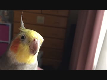 オカメインコにダースベーダーの曲を教える
