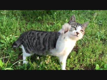 【猫ドキュメント】少女猫の捕獲リリース後、公園で再会を果たす