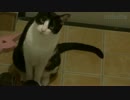 猫あるある♪ とってこいをさせる猫