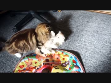 【#402】 レオンとゆず　【猫万歳】