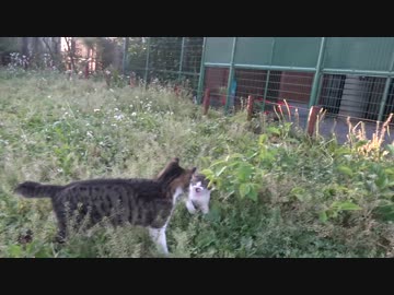 避妊後の公園の荒ぶる子猫を4K撮影してみた