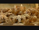 寺狭間彫刻（寺院用欄間）　牡丹②