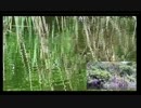5.3それたん師へらぶな講座x264.aac.mp4
