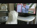 テレビを見るマルチーズ