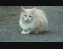 とある国道廃道上でくつろぐ猫