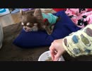 ご飯を運んでくるのを待つ犬