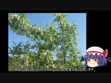 ゆっくり農民05ニセアカシアを育ててみませんか？