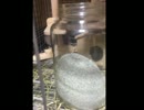 よもぎ初日ブロッコリー