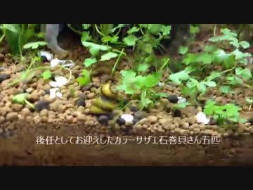 サザエ石巻貝がひたすら起き上がり続ける動画