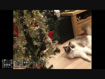 ラグドールのレオ　Vol74 リア充の象徴を破壊したい猫